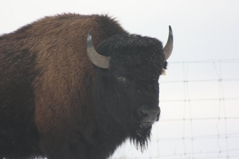 Bison young bull Alberta Canada