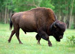 Bison in Alberta, Canada at Sun Creek Ranches
