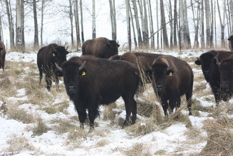 Bison Heifers Alberta Canada